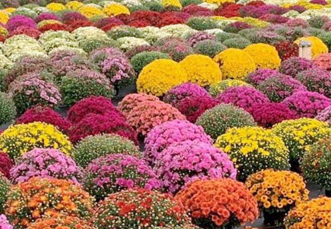 Rotary of SYC Fall Mum Sale